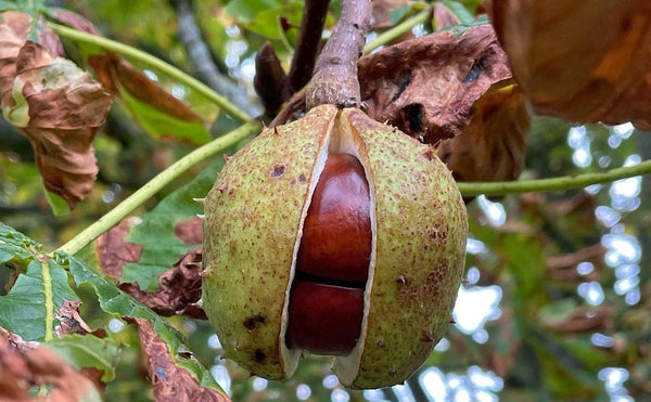 Marron d'Inde